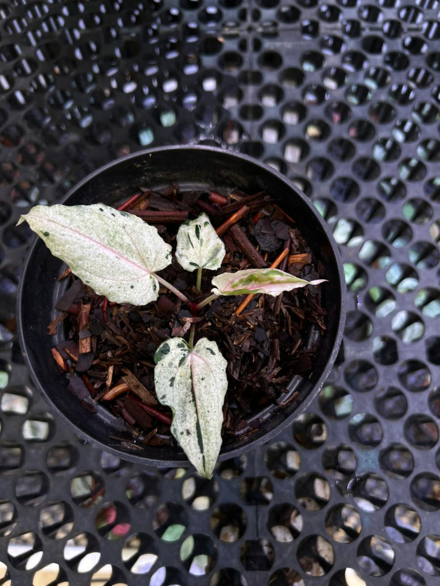ANTHURIUM SILIWANGI 002