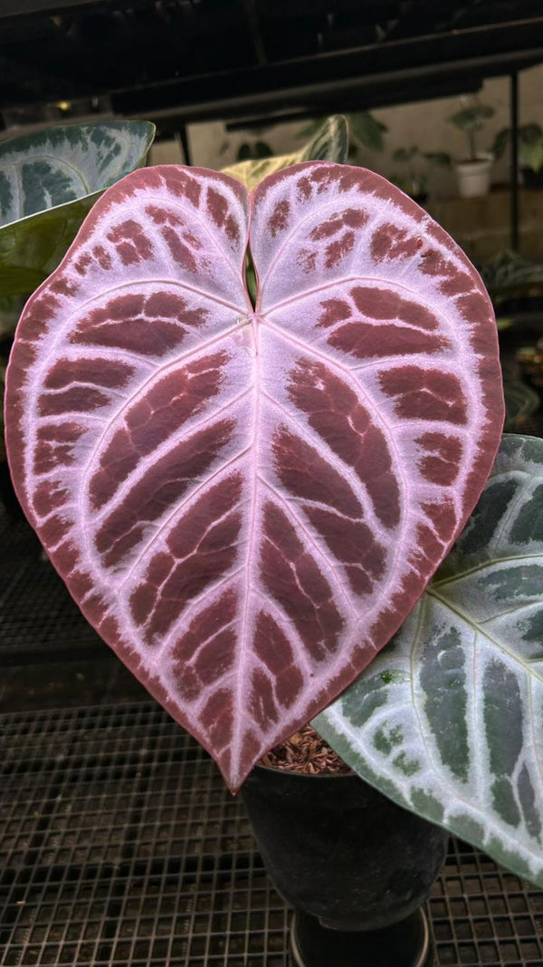 ANTHURIUM SKG SILVER