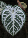 ANTHURIUM SKG SILVER