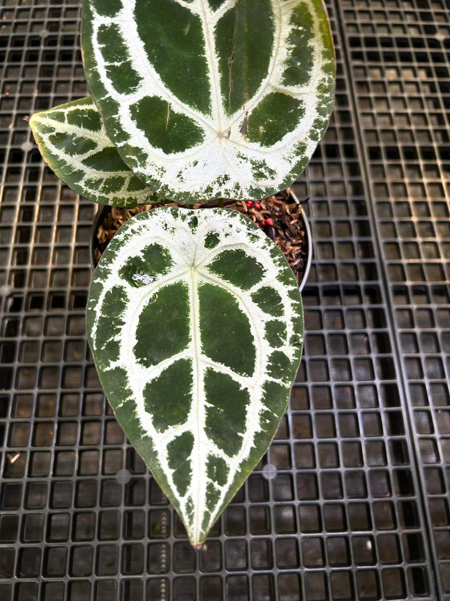 Anthurium Equator ET 004