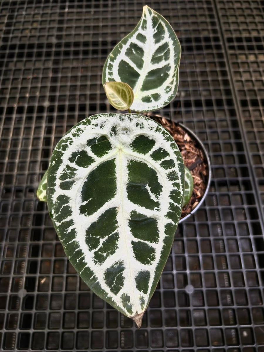 Anthurium Equator ET 005