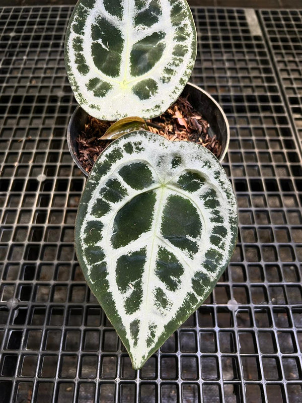 Anthurium Equator ET 007