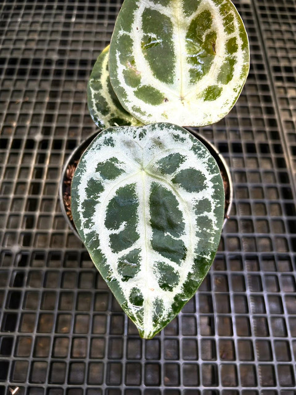 Anthurium Equator ET 009