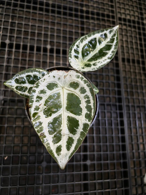 Anthurium Equator ET 010