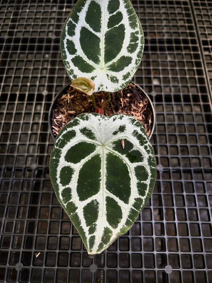 Anthurium Equator ET 012