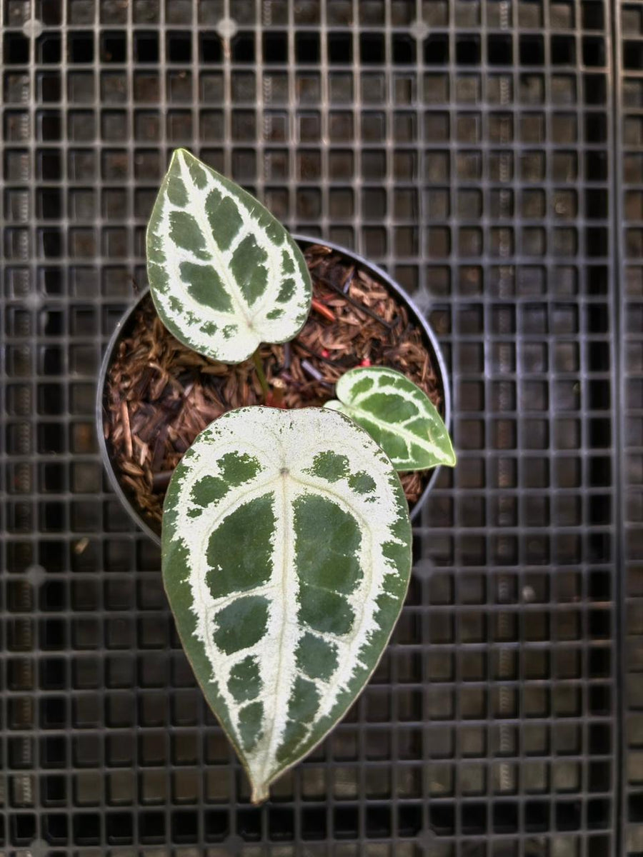 Anthurium Equator ET 014