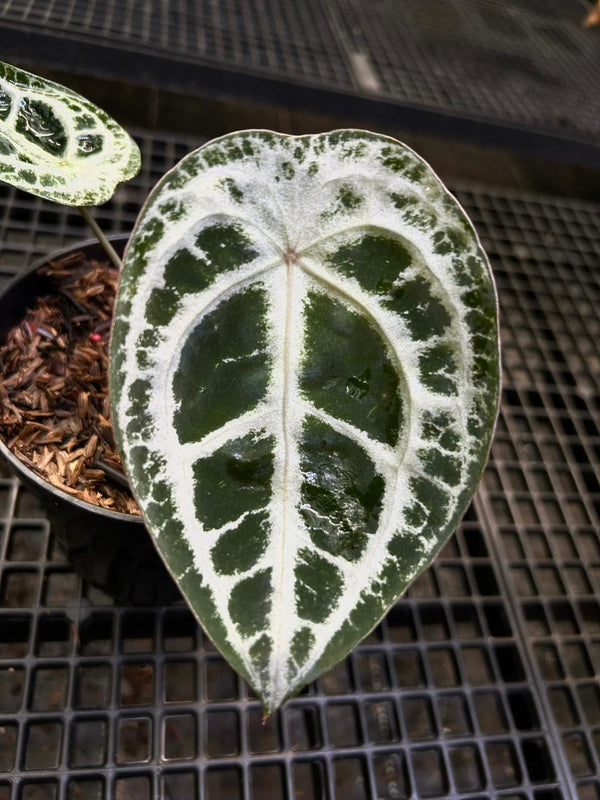 Anthurium Equator ET 015
