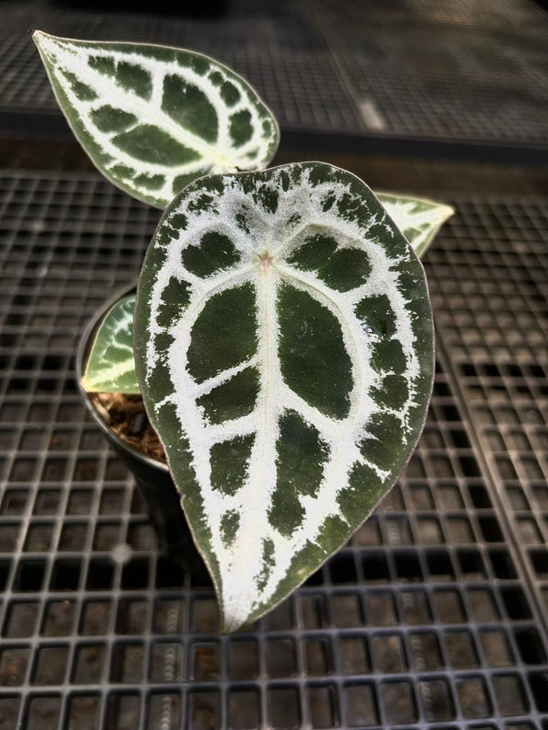 Anthurium Equator ET 016