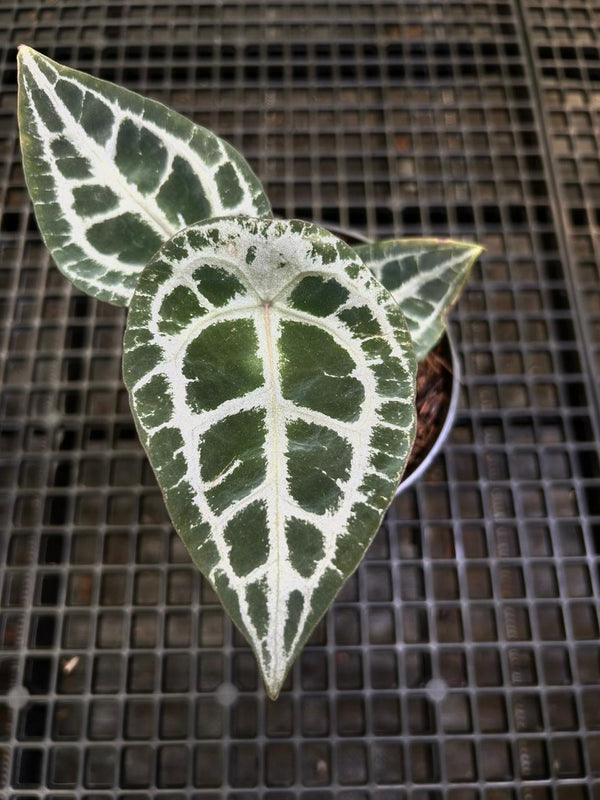 Anthurium Equator ET 017