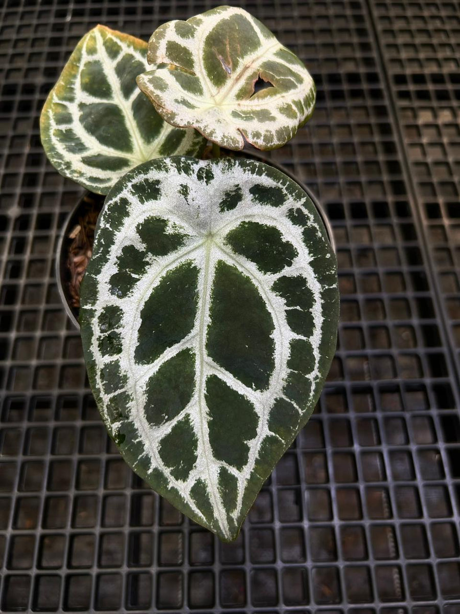 Anthurium Equator ET 018