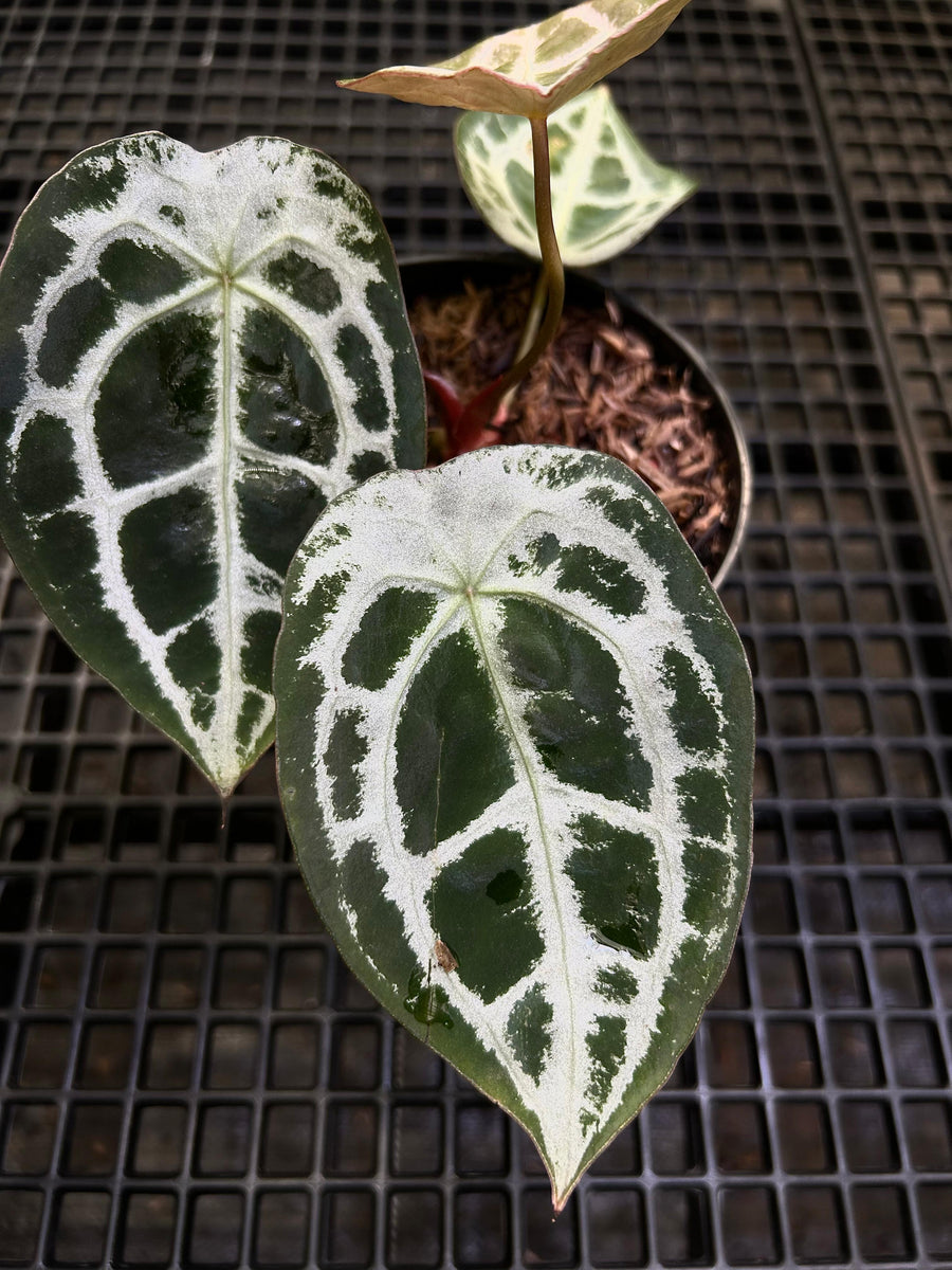 Anthurium Equator ET 019