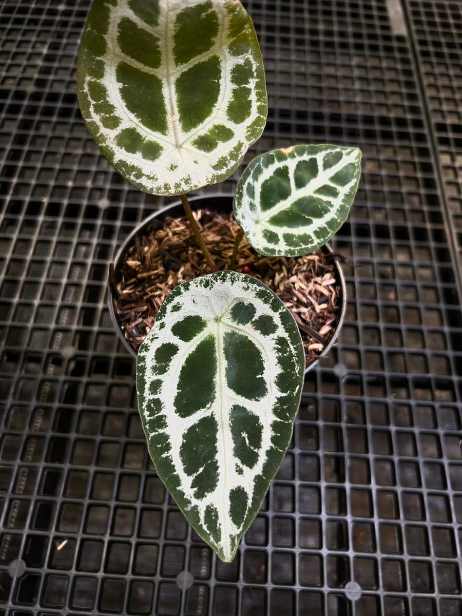 Anthurium Equator ET 020