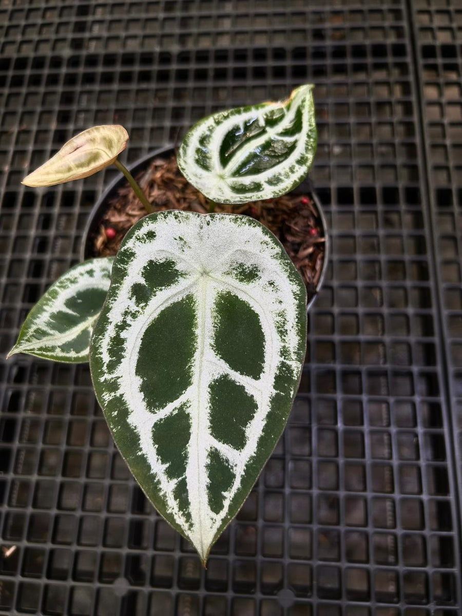 Anthurium Equator ET 021