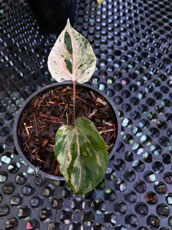 ANTHURIUM SILIWANGI CLONE