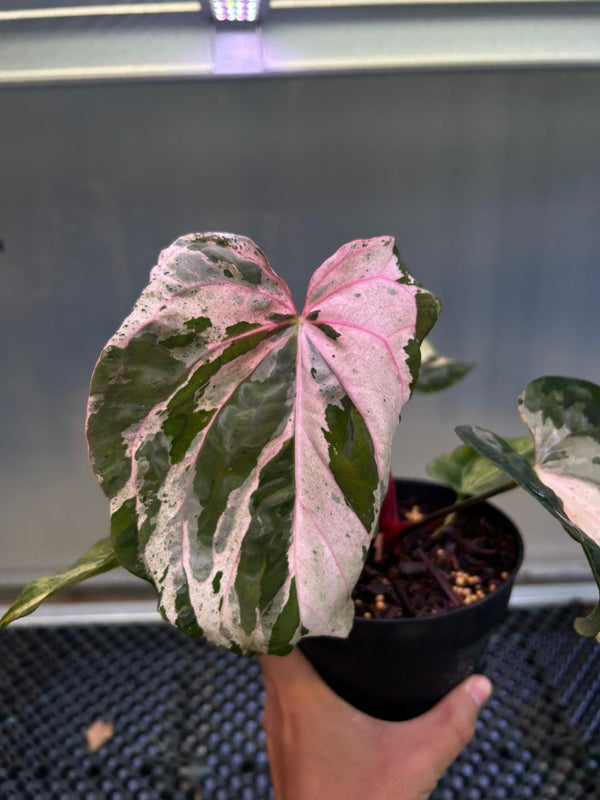 ANTHURIUM SILIWANGI 001