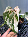 ANTHURIUM SILIWANGI 001