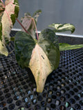 ANTHURIUM SILIWANGI 001