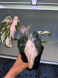 ANTHURIUM SILIWANGI 001