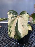 ANTHURIUM SILIWANGI 001