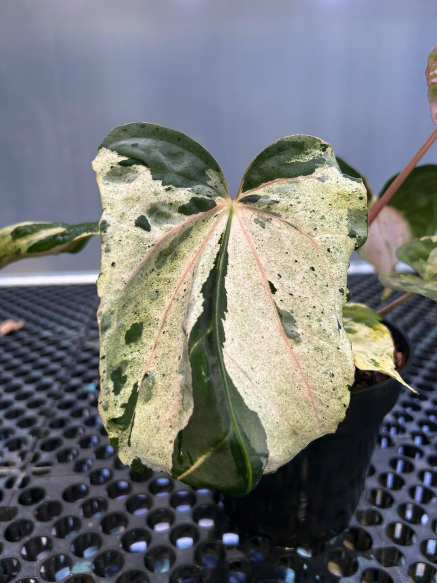 ANTHURIUM SILIWANGI 001
