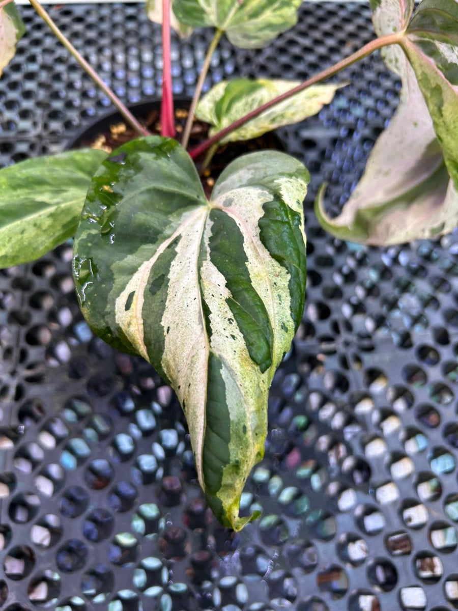 ANTHURIUM SILIWANGI 001