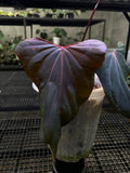 ANTHURIUM RL