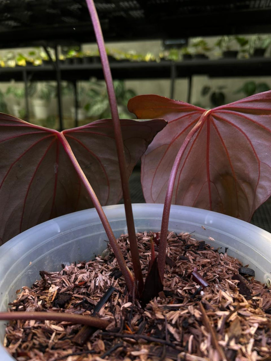 ANTHURIUM RL