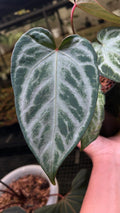 ANTHURIUM LOST ID LIKE CHINA PLANT