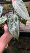 ANTHURIUM LOST ID LIKE CHINA PLANT