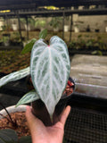 ANTHURIUM LOST ID LIKE CHINA PLANT
