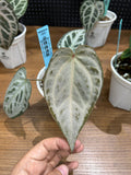 ANTHURIUM ANGELA