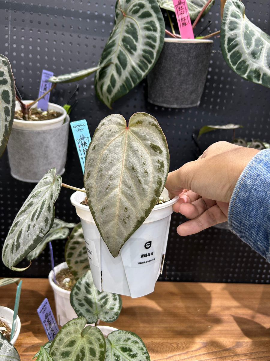 ANTHURIUM ANGELA