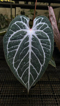 ANTHURIUM RED TIGER MOTHER PLANT