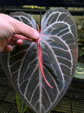 ANTHURIUM RED TIGER MOTHER PLANT