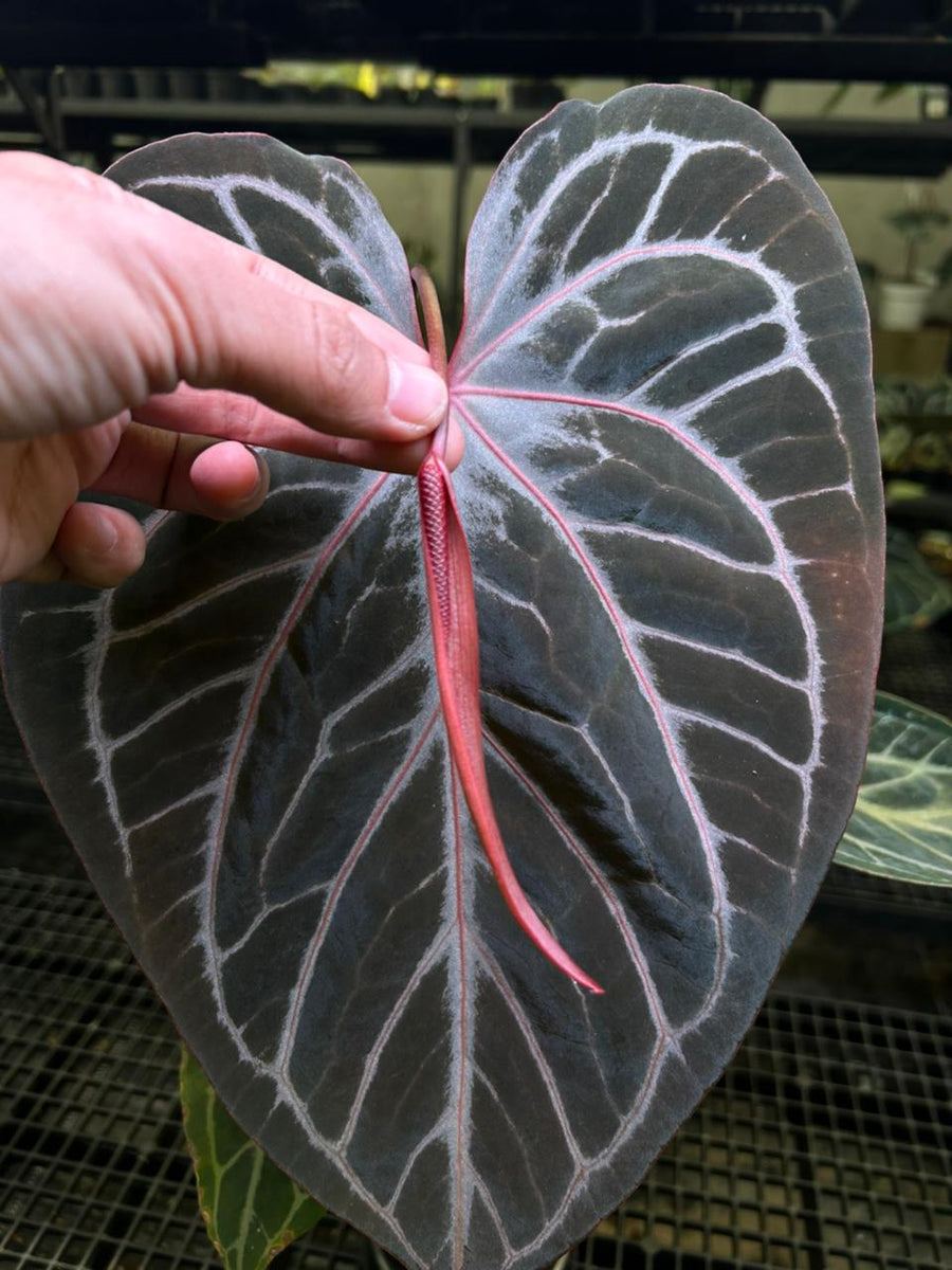 ANTHURIUM RED TIGER MOTHER PLANT