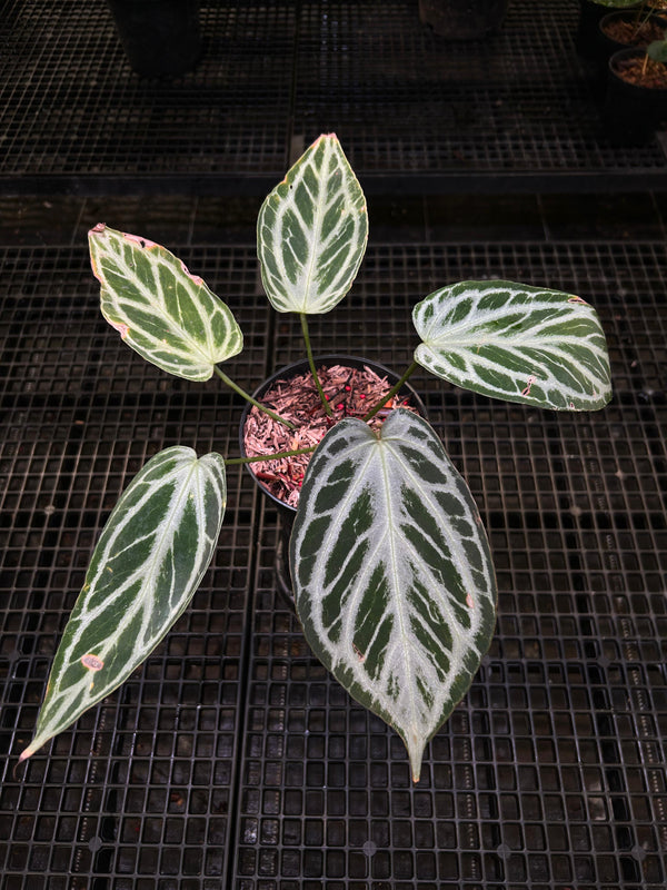 ANTHURIUM KOS X SILVER