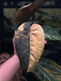 ANTHURIUM RVDP