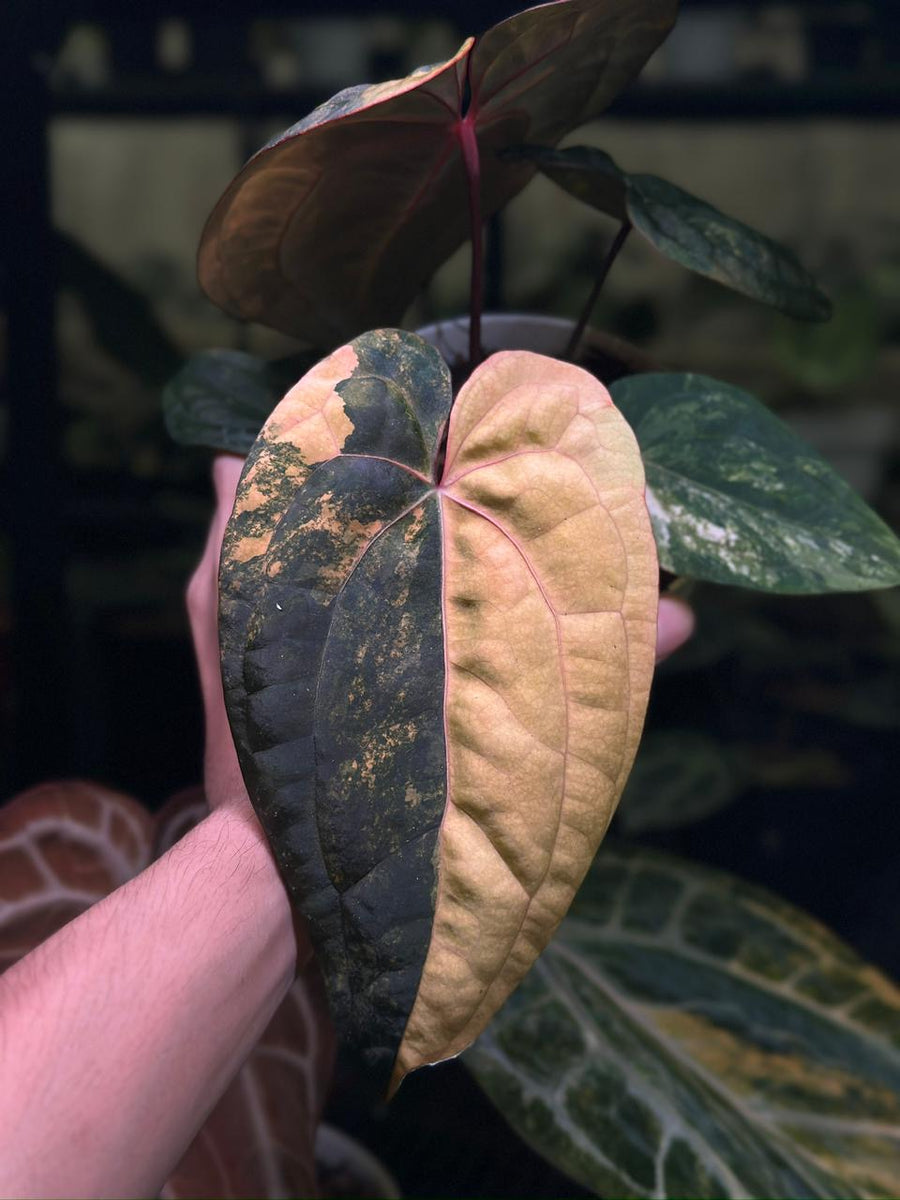 ANTHURIUM RVDP