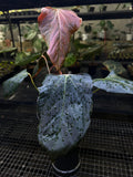 ANTHURIUM PAPI X RL (MOTHER)
