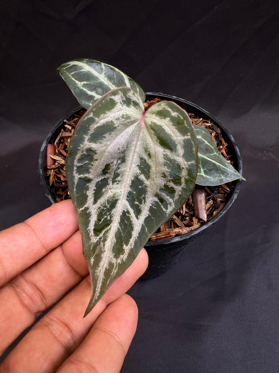 ANTHURIUM RED TIGER