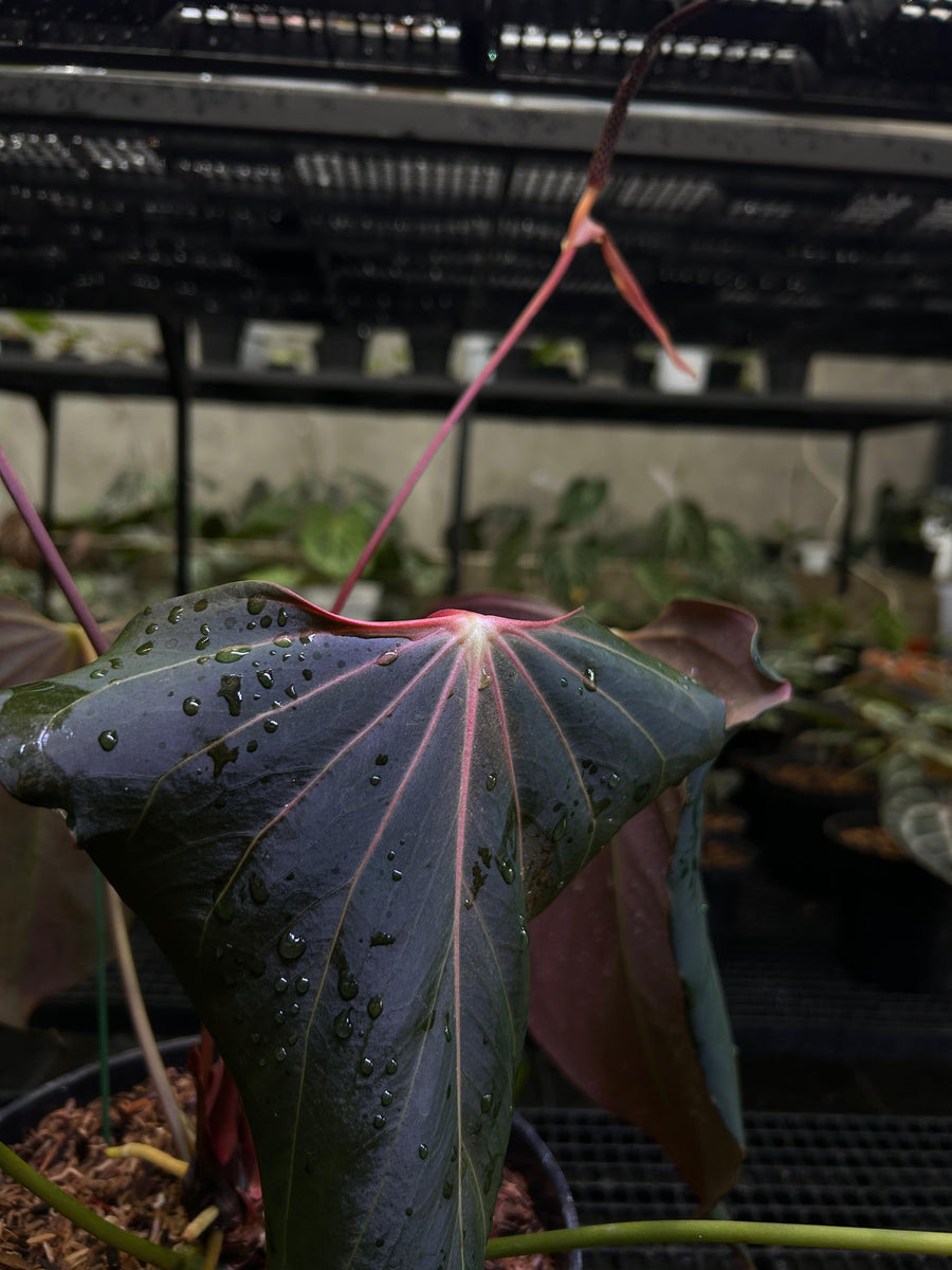 ANTHURIUM BLACK SWEET X WAROQ MUTATED (BLACKWAR) MOTHER