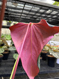 ANTHURIUM BLACK SWEET X WAROQ MUTATED (BLACKWAR) MOTHER