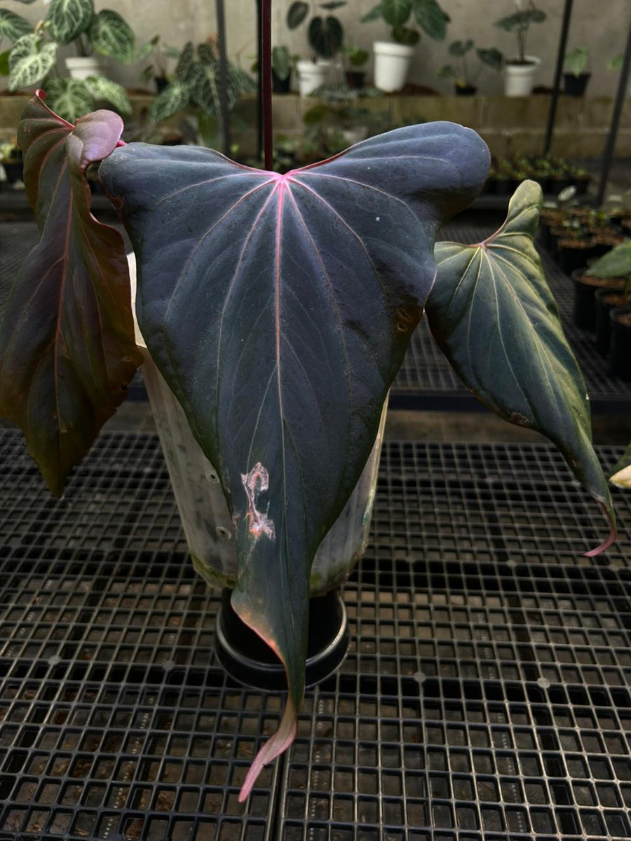 ANTHURIUM RL