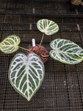 ANTHURIUM ANGEL DREAM X KOS X RED 002