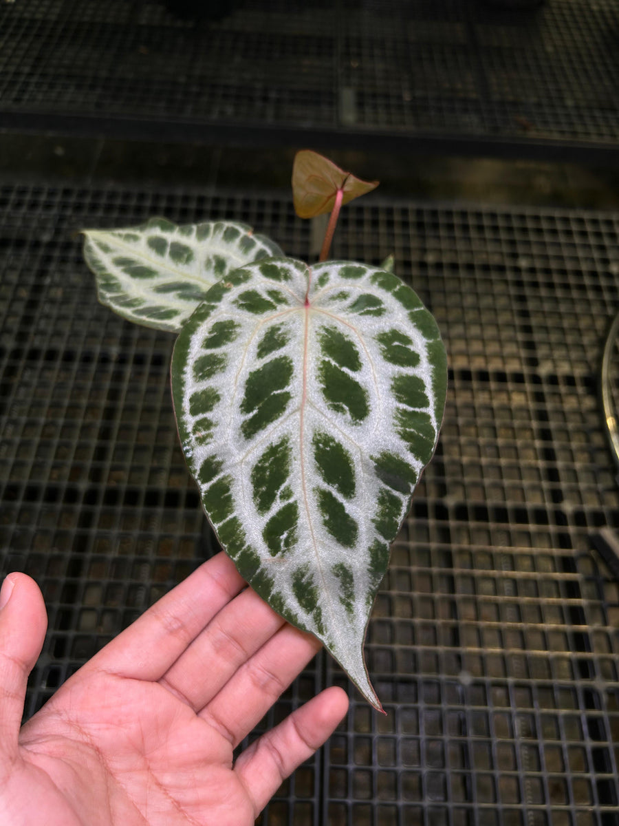 ANTHURIUM CINDERELLA