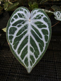 ANTHURIUM ANGEL DREAM X KOS X RED 002