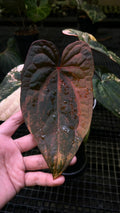 ANTHURIUM RVDP