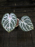 ANTHURIUM ANGEL DREAM X KOS X RED 001