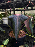 ANTHURIUM BLACK SWEET X WAROQ MUTATED (BLACKWAR) MOTHER