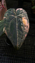 ANTHURIUM RVDP